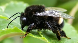 Bourdon noir : comment l’identifier et le différencier ?