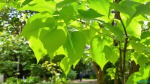 catalpa