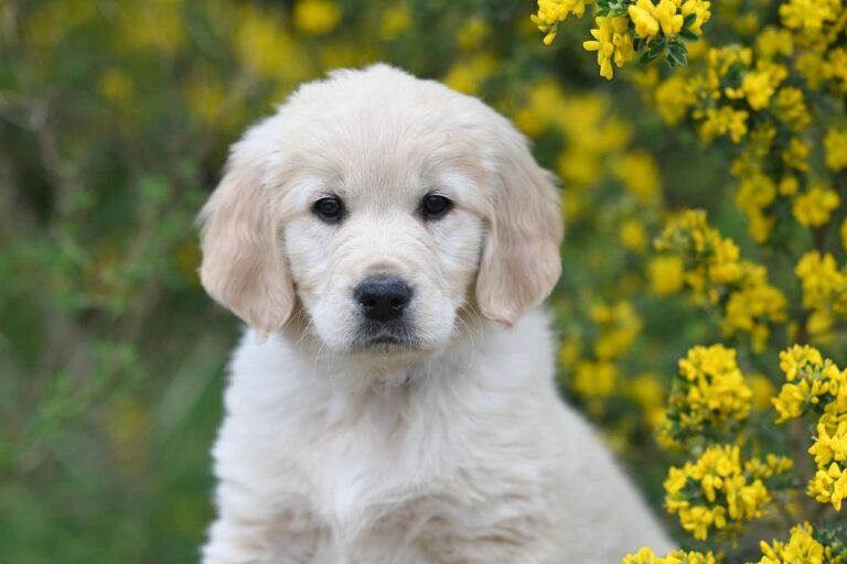 La niche pour chien avec terrasse : le confort version plein air