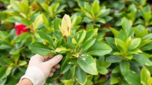 Laurier rose maladie : comment diagnostiquer et traiter efficacement