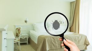 Pourquoi confier le traitement des punaises de lit à un professionnel ?
