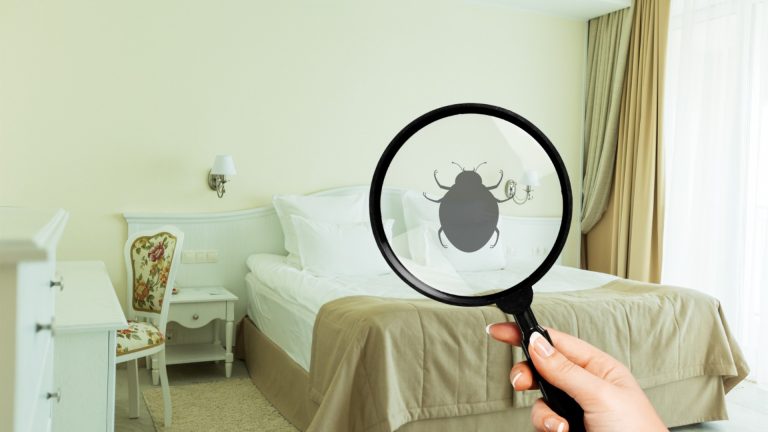 Pourquoi confier le traitement des punaises de lit à un professionnel ?
