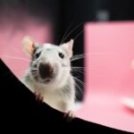 La durée de la dératisation : ce que vous devez savoir pour votre maison