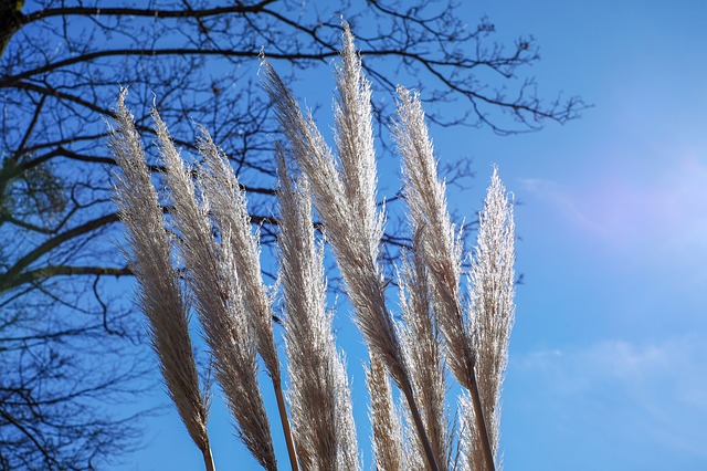 Cortaderia Selloanala