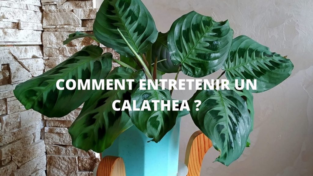 Calathea : Quel entretien pour cette plante d'intérieur
