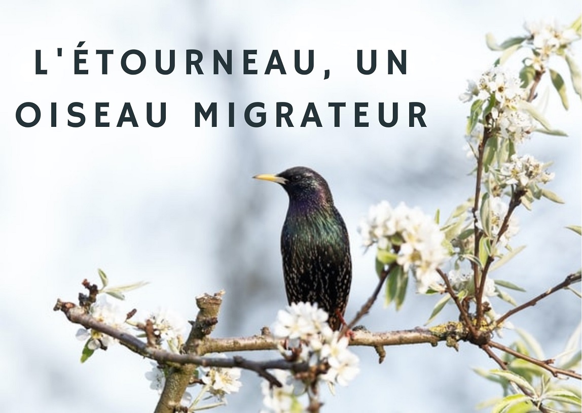 Etourneau Tout ce qu