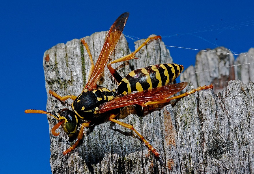 insecte guêpes