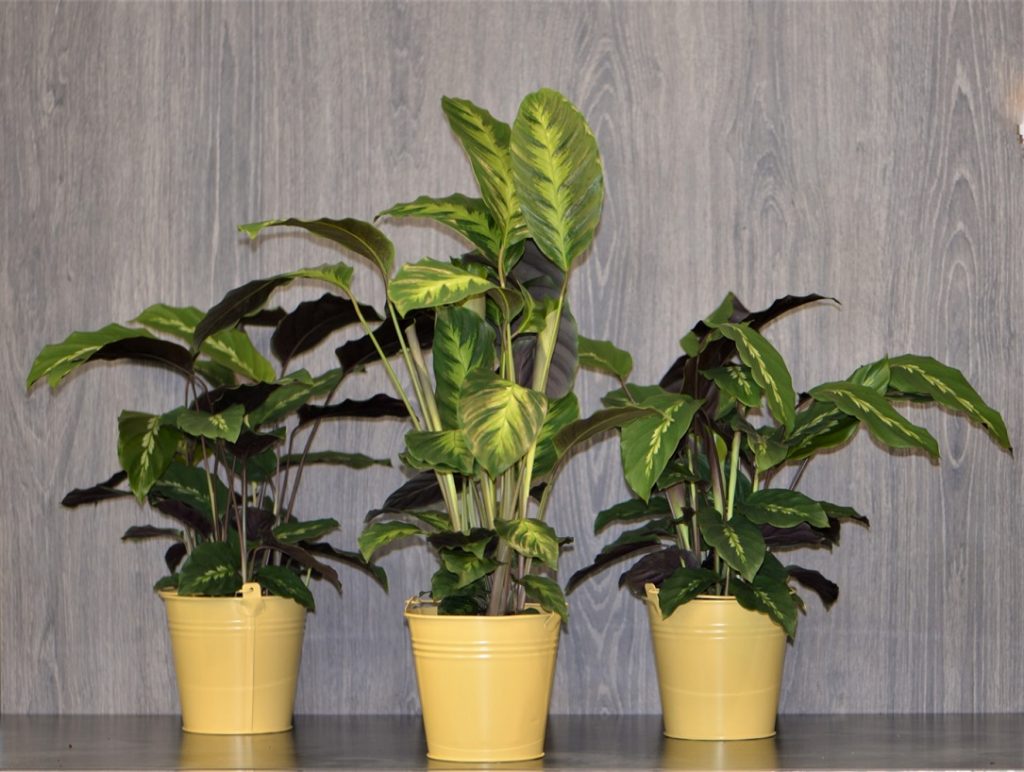 Calathea : Quel entretien pour cette plante d'intérieur