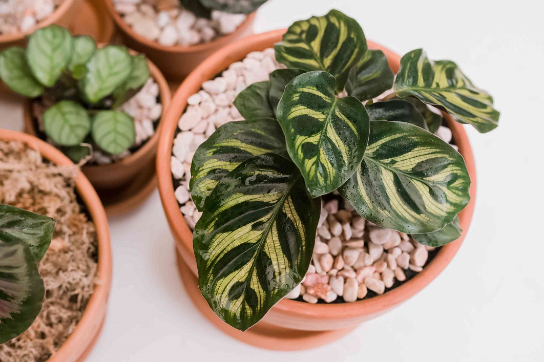 Calathea : Quel entretien pour cette plante d'intérieur