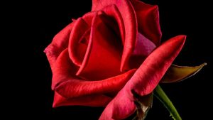 Qu'est-ce qu'une rose stabilisée et quels sont ses intérêts ?
