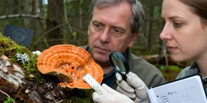 Champignon orange sur bois mort : le reconnaître et évaluer le risque ?