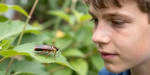 Blatte de jardin : les 5 critères pour identifier l’insecte sans s’inquiéter