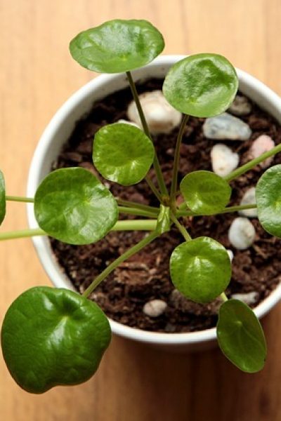 Comment_cultiver_Pilea_peperomioides_?