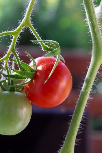 Gourmand_tomate_:_comment_les_retirer_?