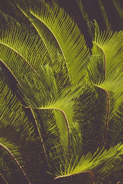 Le_Cycas_Revoluta_:_un_ajout_unique_pour_le_jardinage_intérieur_de_votre_maison