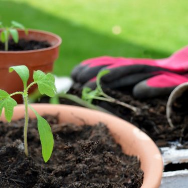 Le_truc_de_grand_mère_pour_avoir_de_belles_tomates
