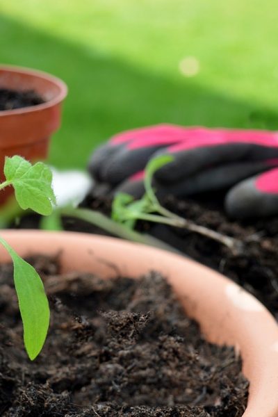 Le_truc_de_grand_mère_pour_avoir_de_belles_tomates