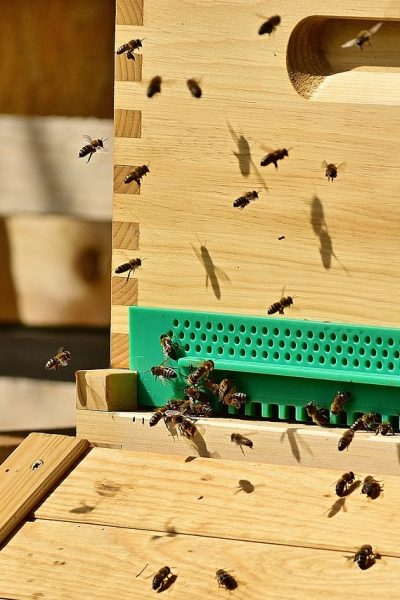 Les_pièges_à_guêpes_et_frelons_pour_l’apiculture