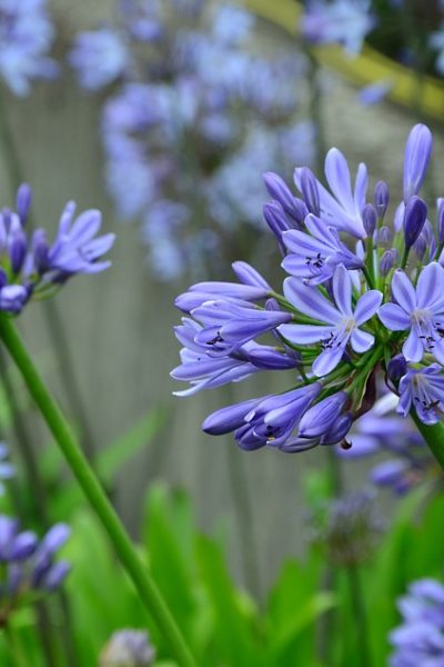 agapanthus-1524280_960_720