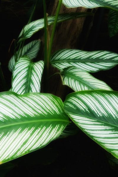 calathea-ornata-142705_960_720