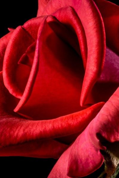 Qu'est-ce qu'une rose stabilisée et quels sont ses intérêts ?