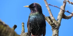 starling-7778180_1280