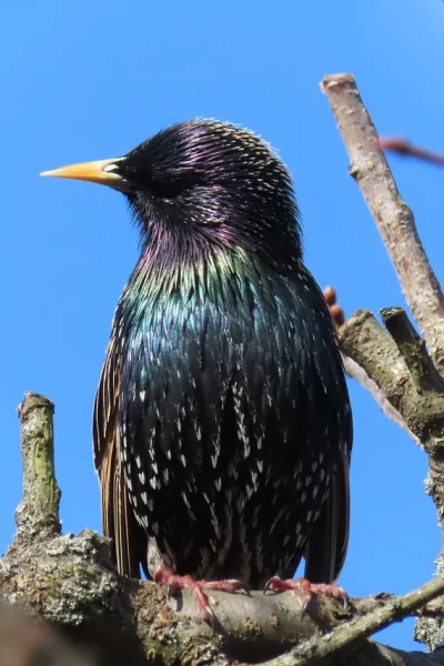 starling-7778180_1280