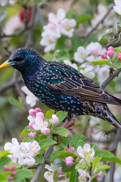 starling-in-a-tree-5032522_960_720